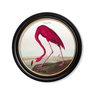 C.1838 Audubon's birds of America - Flamingo 44cm