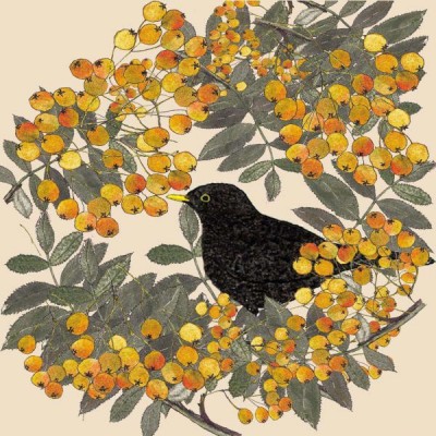 Blackbird in the berries