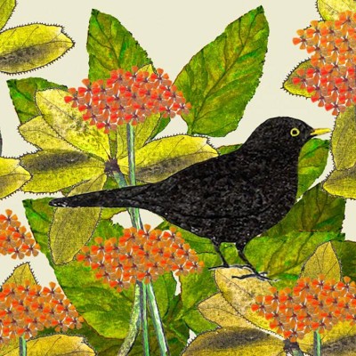 Bonny blackbird