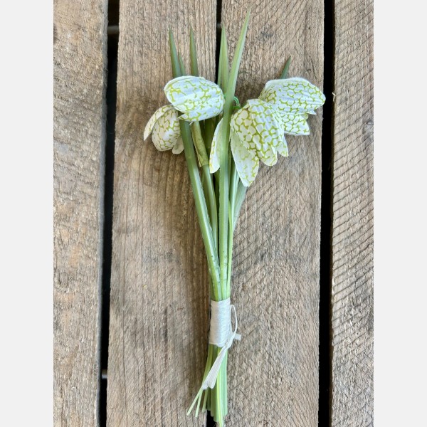 Fritillaria bundle cream