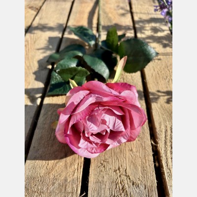 Prize Rose Medium Pink