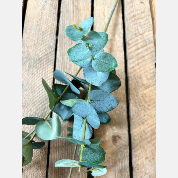 Eucalyptus spray