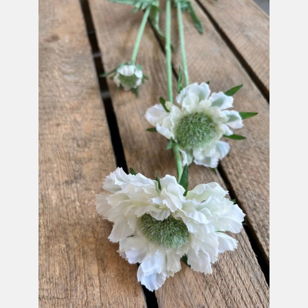 Scabiosa cream