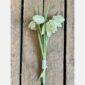 Fritillaria bundle cream