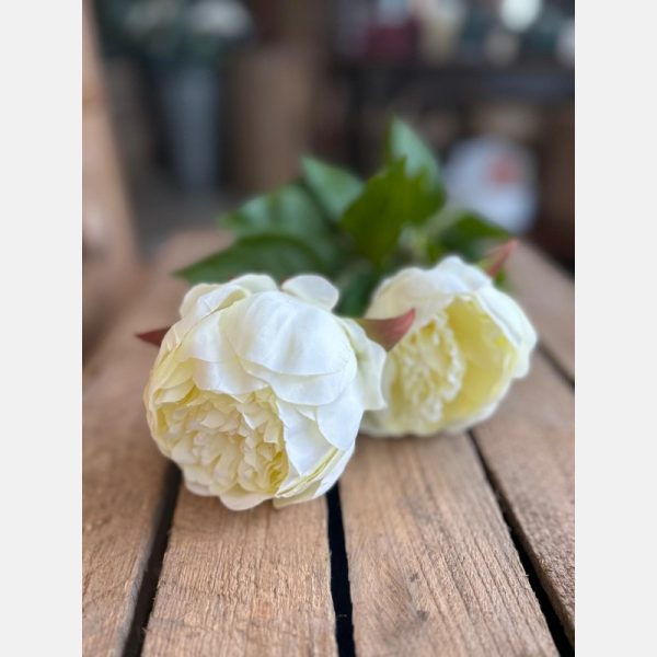 Cream double peony