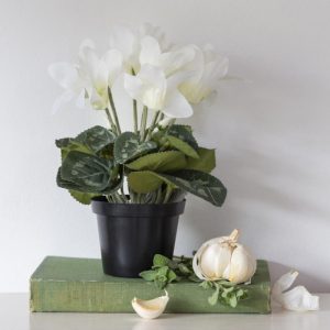 White Cyclamen in pot