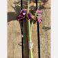 Fritillaria bundle dark pink