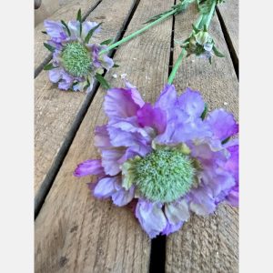 Scabiosa lilac