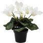 White Cyclamen in pot