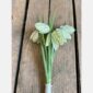 Fritillaria bundle cream