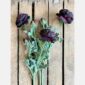 Damson ranunculus