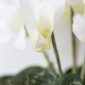 White Cyclamen in pot