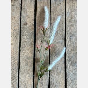 Harvest foxtail cream